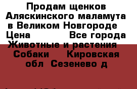 Продам щенков Аляскинского маламута в Великом Новгороде › Цена ­ 5 000 - Все города Животные и растения » Собаки   . Кировская обл.,Сезенево д.